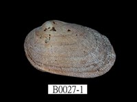 藏品(紅鬍魁蛤)的圖片